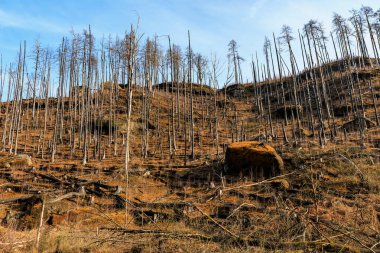 Ağaç kütükleri ve açık mavi gökyüzü olan ormansız yamaçlar..