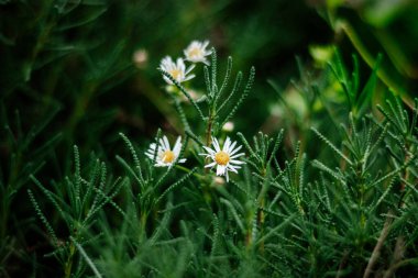 Yeşil çimlerde papatya çiçekleri. Çiçeksel doğa geçmişi. Boşluğu kopyala.