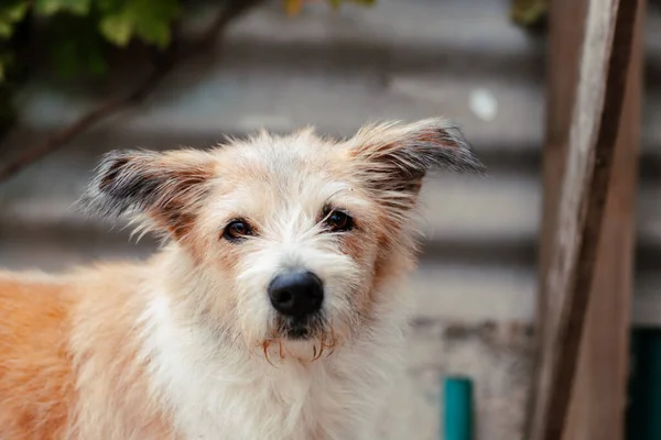 stock image Cute mongrel dog outdoors.