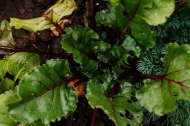 Yağmurdan sonra yeşil yapraklar. Bahçedeki pancar yapraklarının arka planı. Sonbahar hasadı. Boşluğu kopyala.