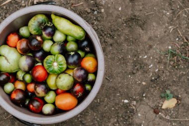 Farklı türde domateslerin arka planı. Sonbahar hasadı. Sağlıklı organik gıda.