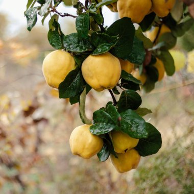 Quince on a tree. Autumn harvest. Healthy organic food. clipart