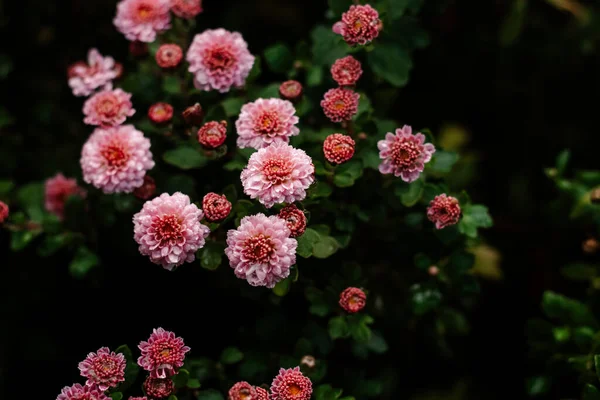 stock image Background of pink autumn flowers. Floral background.