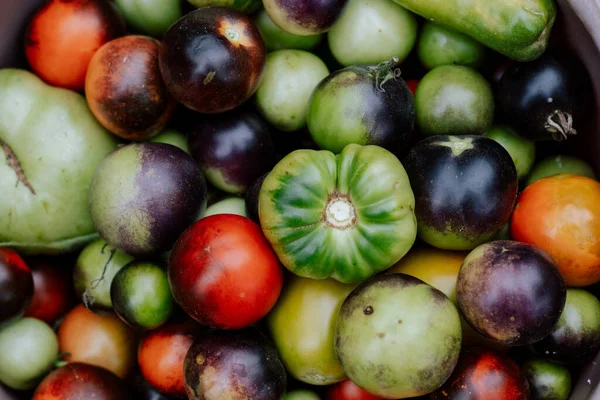Предпосылки Помидоров Различных Сортов Осенний Урожай Здоровые Органические Продукты Питания — стоковое фото