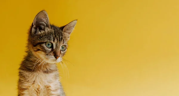 Porträt Einer Gestreiften Katze Auf Gelbem Hintergrund Das Kätzchen Betrachtet — Stockfoto