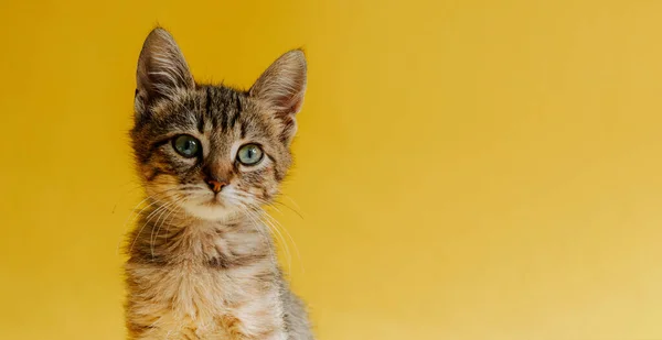 黄色の背景に縞模様の猫の肖像画 子猫はその物体を見る コピースペース 動物とのバナー — ストック写真