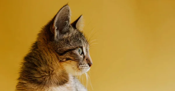 Porträtt Randig Katt Gul Bakgrund Kattungen Tittar Föremålet Uppfattat Utrymme — Stockfoto