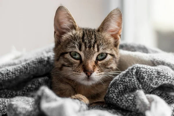 O gatinho macio bonito do gato do gengibre