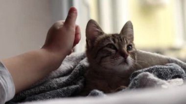 Atkıya sarılmış şirin çizgili kedi yavrusu. Örgü örülmüş bir battaniyeye sarılı kedinin ağızlık görüntüsü. Samimi ve sıcak konsept.