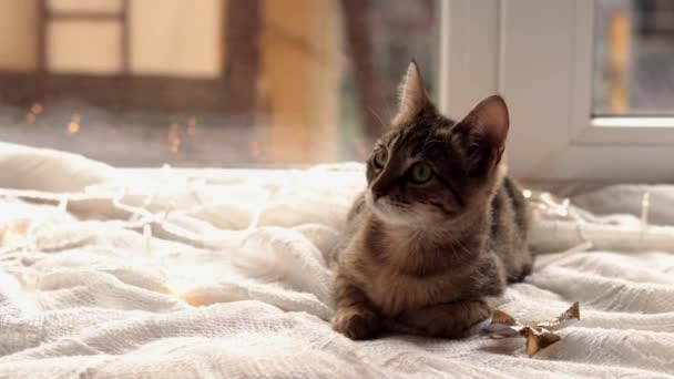 Striped Kitten Window Kitten Plays Garland Cozy Winter Day — Stock Video