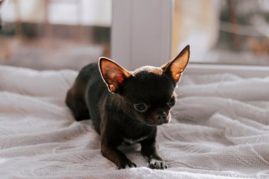 Küçük komik kahverengi chihuahua köpeğinin yakın plan portresi, şirin köpek yavrusu. Pencerede küçük bir köpek. Boşluğu kopyala.