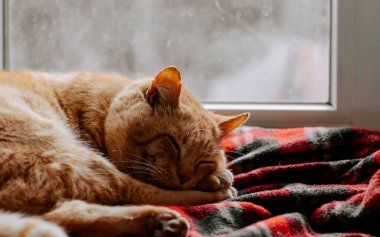 Kızıl uyuyan bir kedinin yakın plan portresi. Kırmızı yetişkin kedi pencerede kırmızı bir battaniyede uyur..