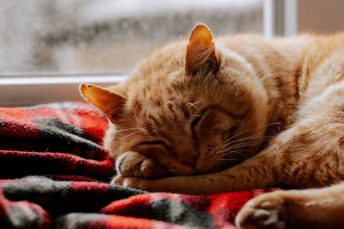 Kızıl uyuyan bir kedinin yakın plan portresi. Kırmızı yetişkin kedi pencerede kırmızı bir battaniyede uyur..