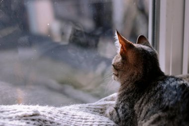 Çizgili şirin kedi yavrusu pencere eşiğine oturur ve pencereden dışarı bakar. Battaniyedeki kedi. Uzayı kopyala Pencere kenarındaki kedi yavrusu pencereden dışarı bakıyor..