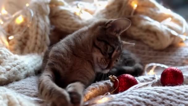 Niedliches Gestromtes Kätzchen Mit Verschwommener Weihnachtsbeleuchtung Niedliche Katze Mit Einem — Stockvideo