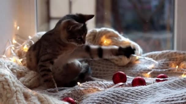 Schattig Tabby Kitten Met Wazig Kerstlicht Leuke Kat Met Een — Stockvideo
