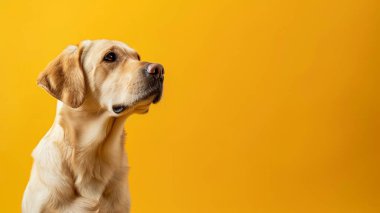 Parlak sarı arka planda bir köpeğin portresi. Labrador portresi. İzole edilmiş arkaplan, kopyalama alanı. Yüksek kalite fotoğraf