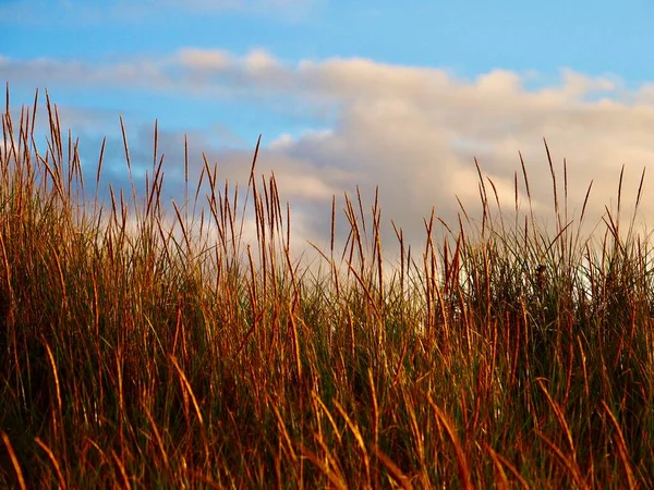 Stock image Golden grass with clouds in the background