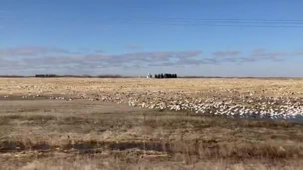在加拿大萨斯喀彻温省农村开车经过一个满是雪雁的农场 — 图库视频影像