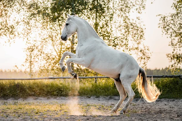 Majestueus Wit Grijs Spaans Andalusiaans Iberisch Paard Hengst Gouden Uur — Stockfoto