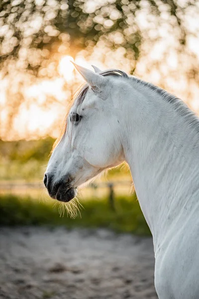Majestätisk Vit Grå Spansk Andalusisk Iberisk Häst Hingst Gyllene Timmen — Stockfoto