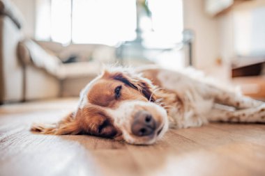 Evdeki yerde uyuyan sevimli kahverengi benekli köpek..