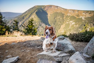 Czech Krkonose dağlarındaki köpek