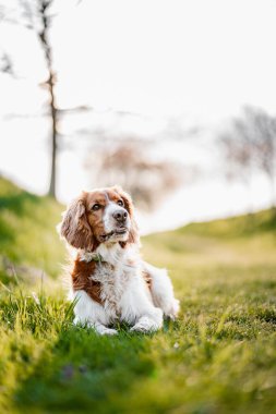 Sevimli Galli springer spaniel köpek bir bahar günü çiftleşir.