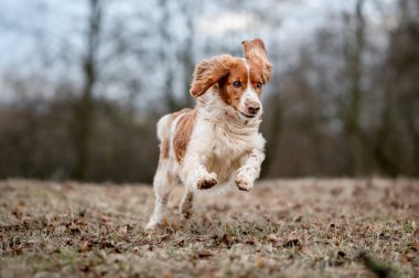 Yeşil çayırlarda koşan sevimli Galli springer spanyel köpek cinsi..