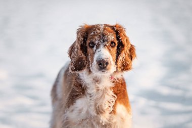 Mutlu sağlıklı, aktif, safkan Galli spanyel karlı bir arazide sevimli görünüyor..