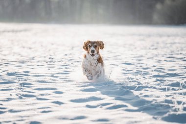 Mutlu sağlıklı, aktif, safkan Galli spanyel kar tarlasında oynuyor, koşuyor ve zıplıyor..