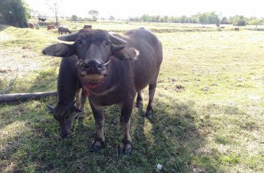 buffalo standing on the field