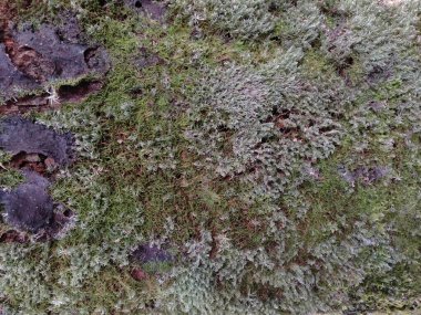 Ağaçların kabuğunda büyüyen yosun.