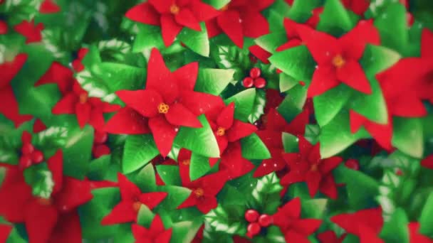 美丽的圣诞花卉背景 轻轻摇曳的盆景花 冬青叶 浆果和雪粒 这个充满活力的节日背景动画充满了Hd — 图库视频影像