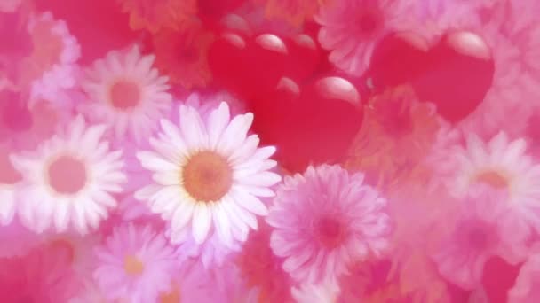 Romantic Valentine Day Background Gently Moving Love Hearts White Daisy — 图库视频影像