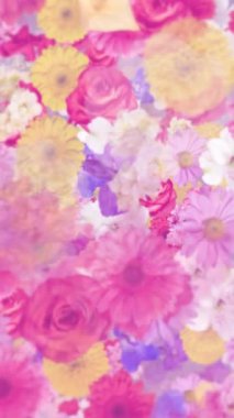 Dikey video - çeşitli çiçeklerle süslü renkli çiçek hareketli arka plan animasyonu: alstroemeria, karanfil, kasımpatı, papatya, gerbera, gladiola, ortanca ve gül.