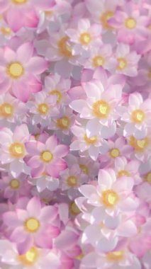 Dikey video - güzel çiçekli arka plan animasyonu. Kutsal pembe ve beyaz nilüfer çiçekleri yavaşça çiçek açıyor..