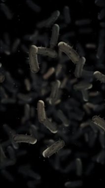 Mikroplu bakteri hücrelerinin kameraya doğru akışının mikroskobik görüntüsü. Mikrobiyoloji, sağlık ve bilimle ilgili projeler için ideal. Tam HD ve döngü dikey tıbbi arkaplan.