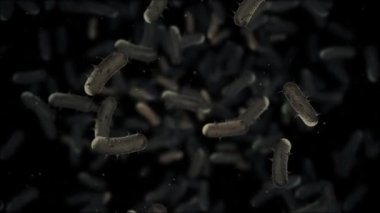 Mikroplu bakteri hücrelerinin kameraya doğru akışının mikroskobik görüntüsü. Mikrobiyoloji, sağlık ve bilimle ilgili projeler için ideal. Tam HD ve döngülü tıbbi geçmiş.