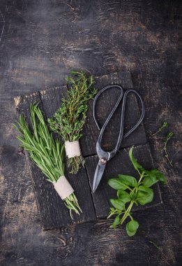 Biberiye, kekik ve fesleğen. Taze İtalyan bahçe bitkileri ve baharatları