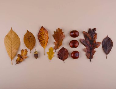 Farklı kuru yapraklarla sonbahar sonbahar arkaplanı.