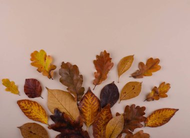 Farklı kuru yapraklarla sonbahar sonbahar arkaplanı.