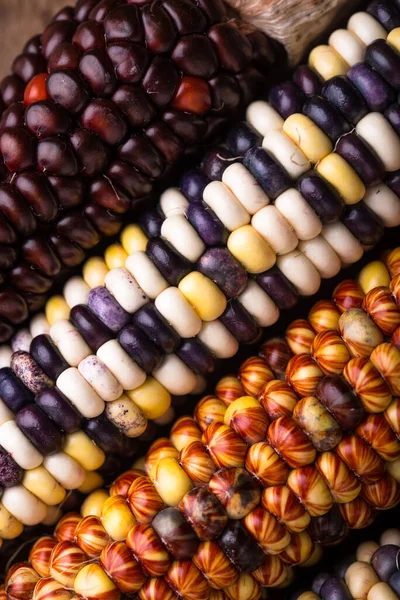 stock image Color corn cobs close up. Autumn harvest concept