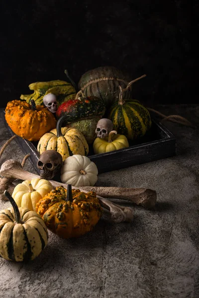 Elegant Halloween Still Life Decorative Pumpkin Skull — Stock Photo, Image