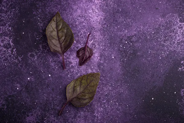 Purple basil leaves on violet background, close up