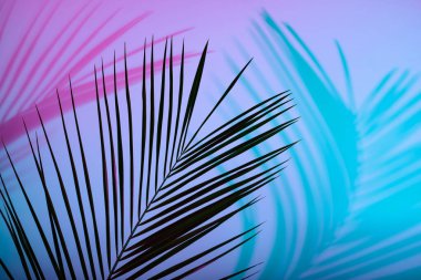 Tropical leaves in neon light with blurred unfocused duotone color shadows