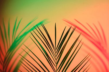 Tropical leaves in neon light with blurred unfocused duotone color shadows