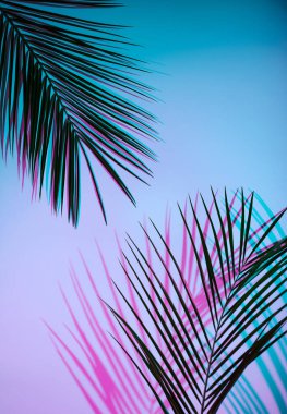 Bulanık odaksız duoton renk gölgeleriyle tropikal levenler neon ışıkta