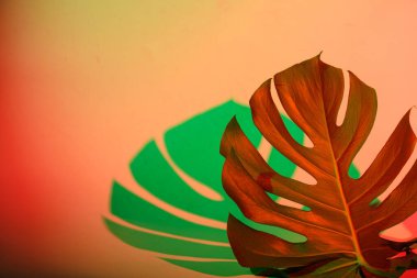 Bulanık odaksız duoton renk gölgeleriyle tropikal levenler neon ışıkta
