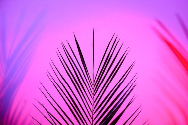 Bulanık odaksız duoton renk gölgeleriyle tropikal levenler neon ışıkta